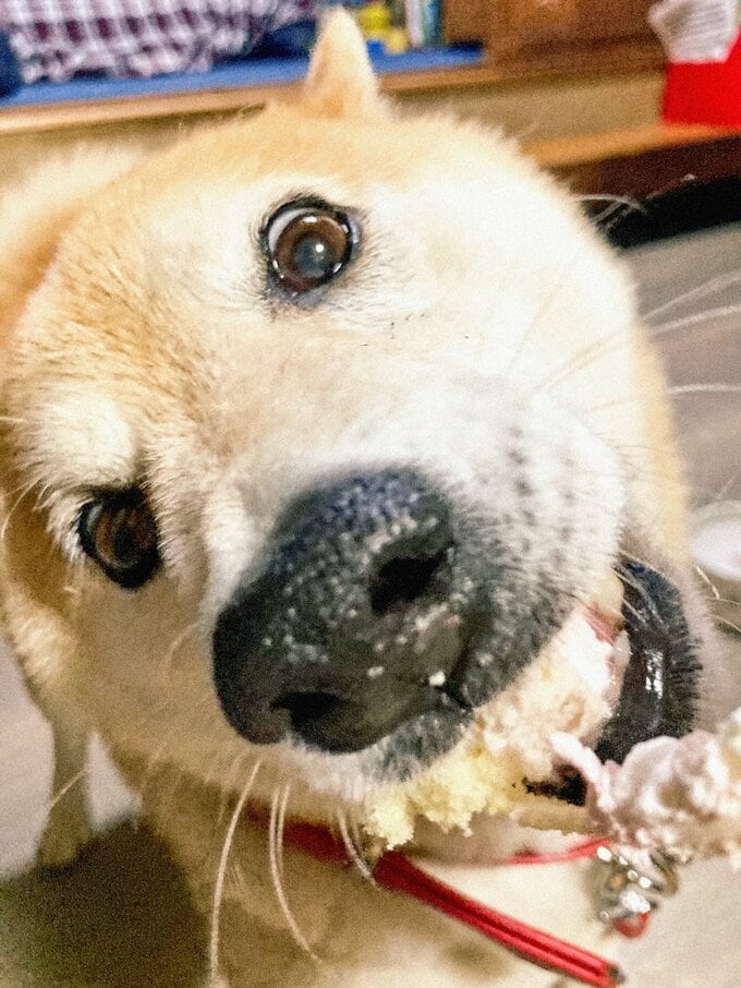 ケーキを元気よく食べる犬