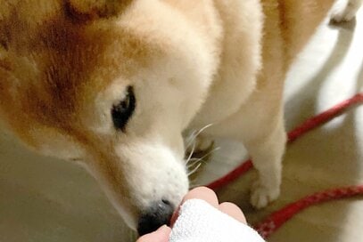 犬に噛まれてむせび泣き。委ねられる温かさから感じた大切なこと