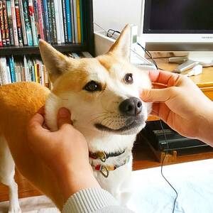 し、至高のさわり心地…!