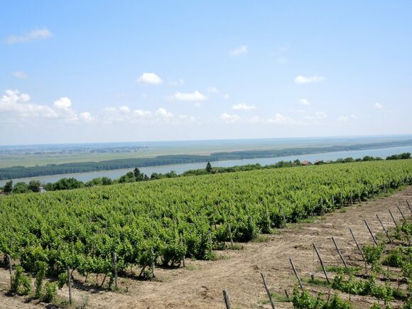 ドナウ川添いにブドウ畑が
