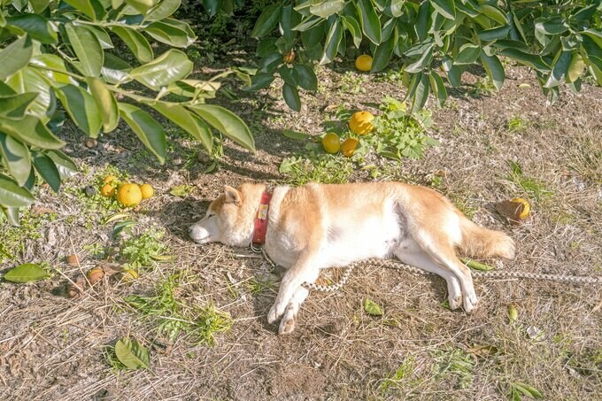 眠る犬