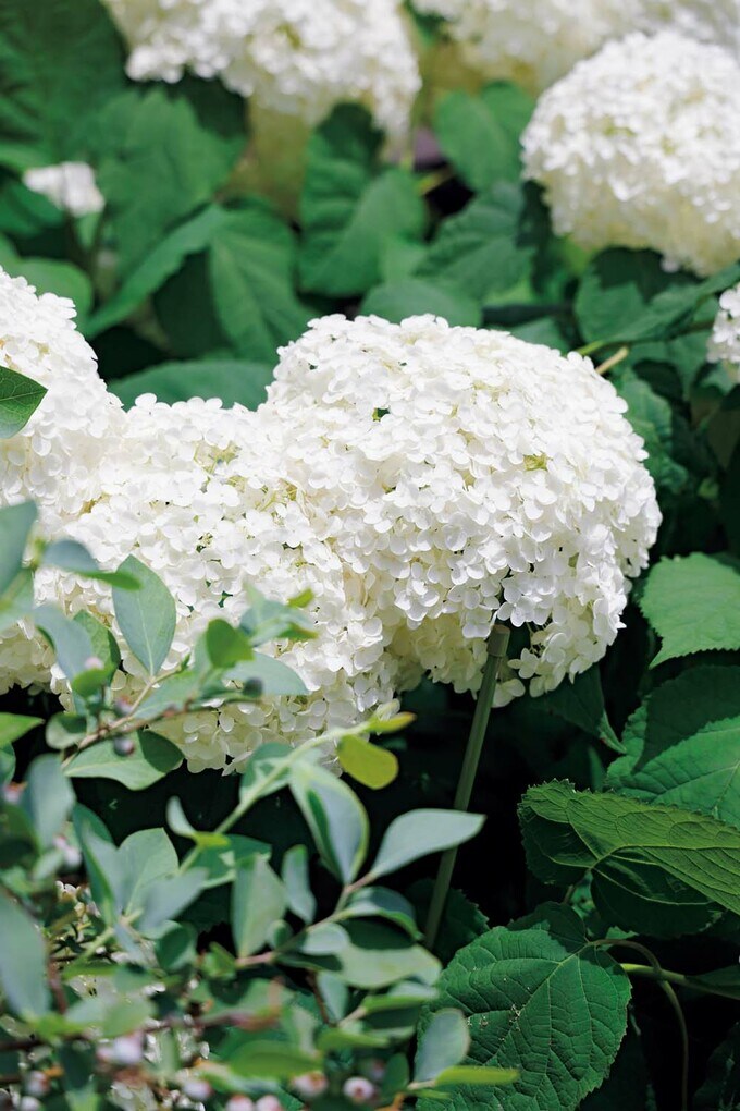 満開のアナベル