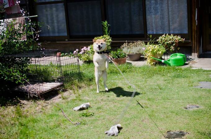 犬が後足で立ち上がっている写真