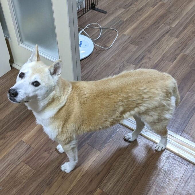 ふうちゃん