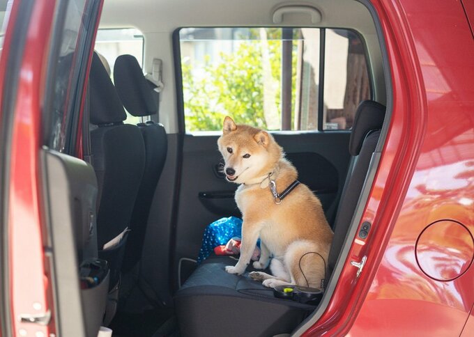 クルマに犬