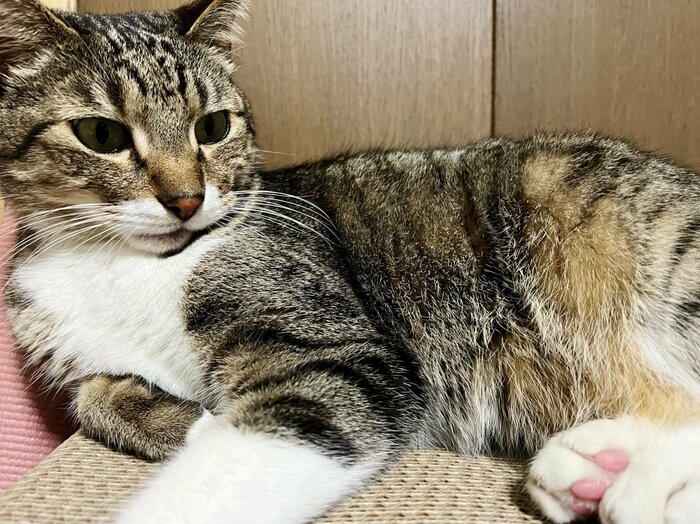 今日は猫の日。かわいい「謎行動」には理由が…喜んでいる、嫌がって