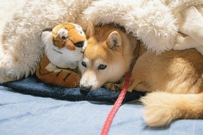 犬のツンデレは健在！ただいまとおかえりのやり取り