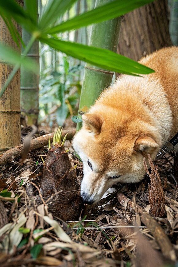 タケノコに近づく犬