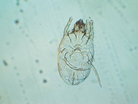 お好み焼き粉 コナヒョウヒダニ