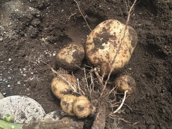 芽が出てしまったジャガイモを種イモに
