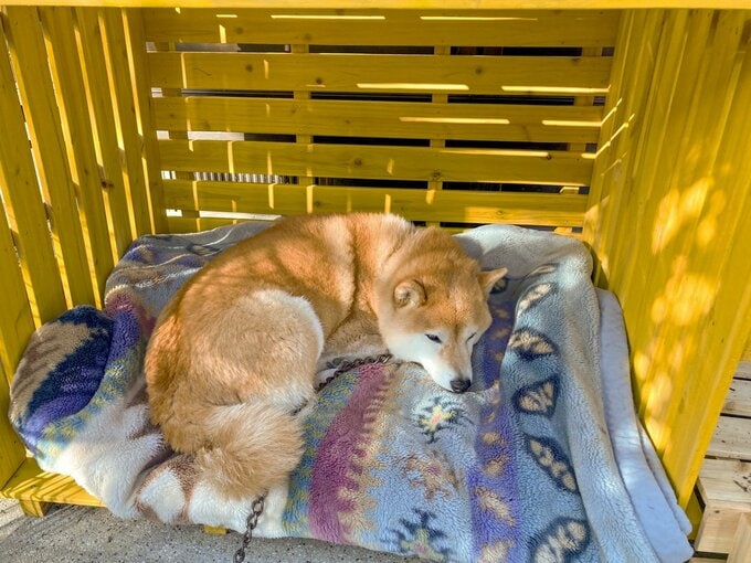 黄色小屋に犬アップ