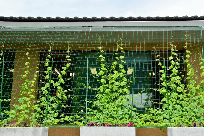 ゴーヤカーテン