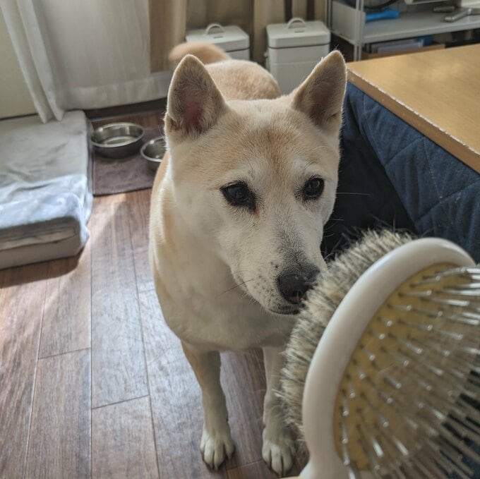 犬