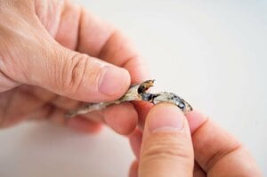 煮干しは、臭みが出る頭と腹ワタを取り除く