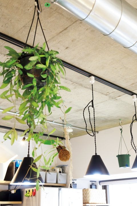 観葉植物やペンダントライトをつるした天井