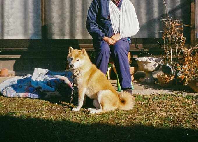 座りながら見つめる犬