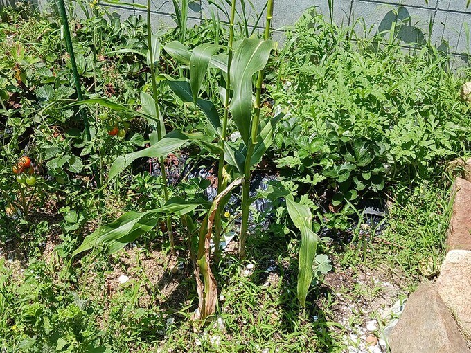 よく育った家庭菜園