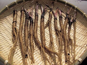 【春のベランダ菜園】ミニ品種を選んでとれたての「ゴボウ」を自宅で収穫