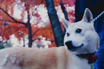 【保護犬マンガ】掃除が追いつかないほどのわんこの毛玉。大変だけれど、こんな日々も幸せ？