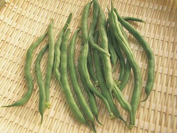 【春のベランダ菜園】あと１品！に便利な「インゲン」、自宅で栽培できちゃうんです