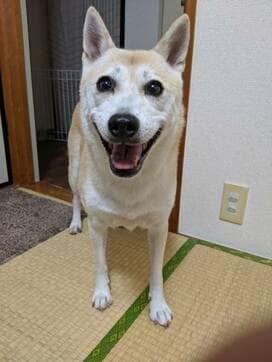 にこーっ！愛犬の笑顔に感無量＜保護犬マンガ＞