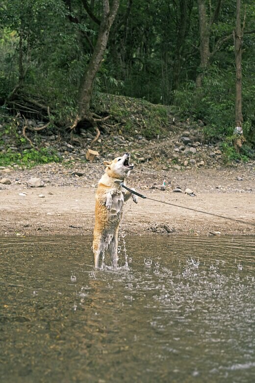 犬