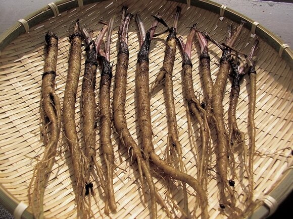 ミニサイズの品種ならベランダでも育てやすい「ゴボウ」