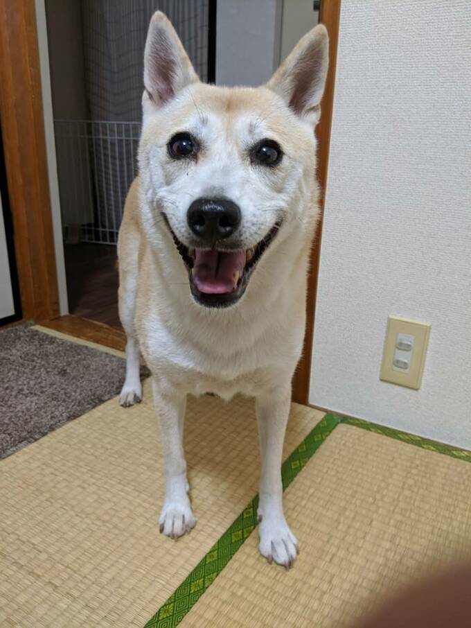 にこっと笑顔のふうちゃん