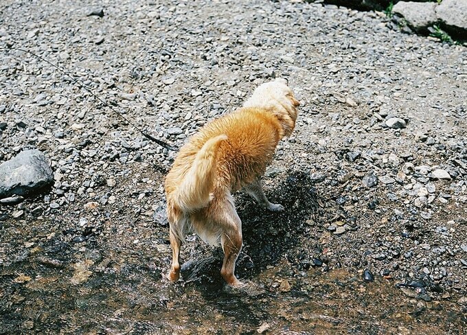 桶でかけるようにしたら興奮することなく洗い流させてくれるようになった