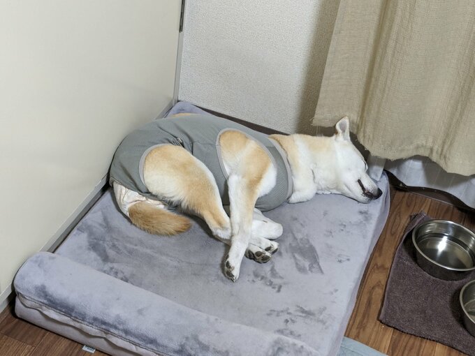 寝ているふうちゃん