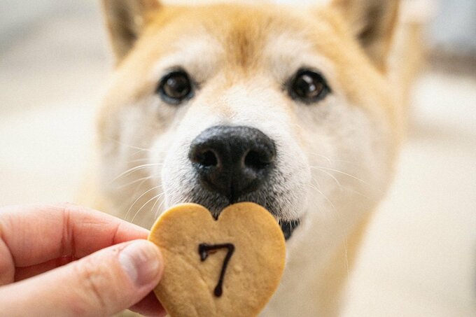 7と書かれたお菓子と犬