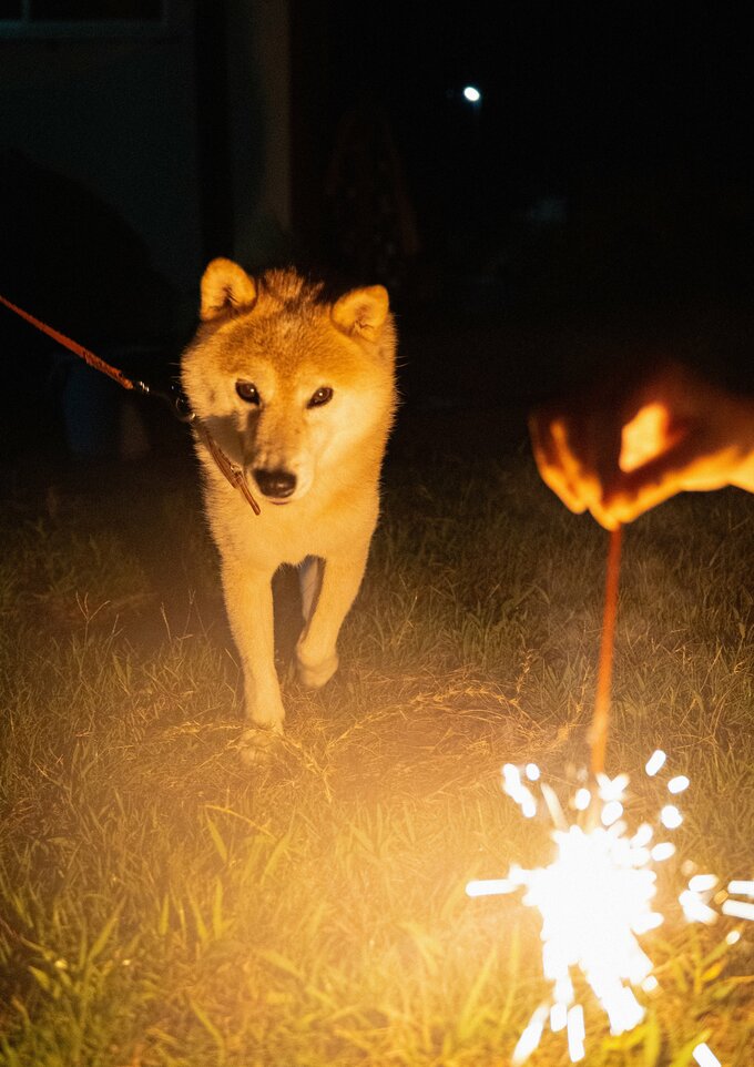 犬と花火