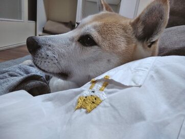 ＜保護犬マンガ＞のど乾かないの？水代わりにあげたヤギのミルクの効果は…