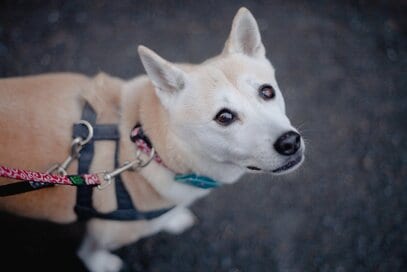 わんこがかわいすぎて…夫婦でつい茶番劇まで。いち推し写真5連発