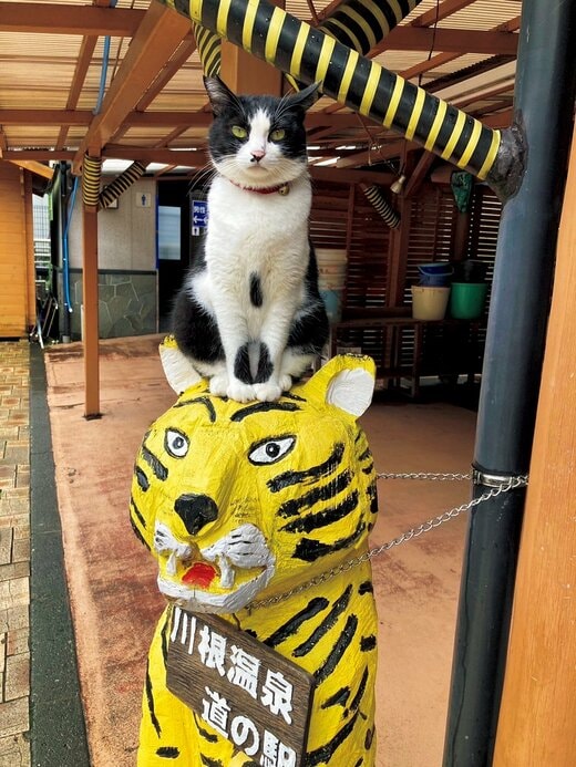 虎の人形の上に座ったネコ