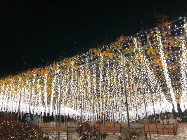 花のイルミネーション