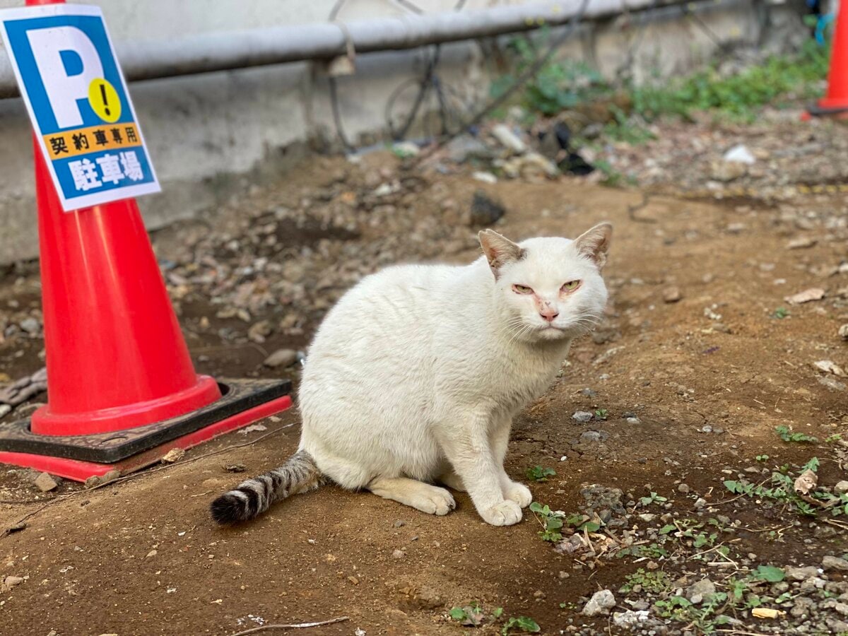 歌舞伎町の野良猫と“人生どん底”男の運命的な出会い。「たにゃが僕の