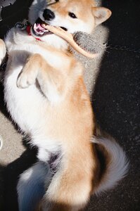 犬の写真もたくさん撮るようになりました