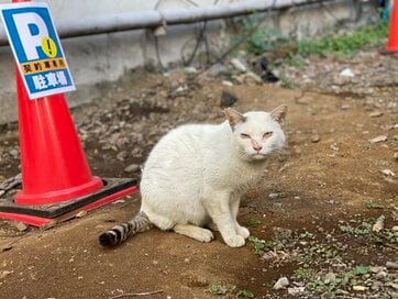 歌舞伎町の野良猫と“人生どん底”男の運命的な出会い。「たにゃが僕の生きる理由になった」