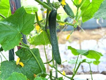 知っておきたい、おいしいキュウリの選び方＆保存方法。「立てて保存」すると長もち！