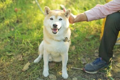 「犬」は畑の現場監督。柿の収穫で魅せた、特別かわいい瞬間