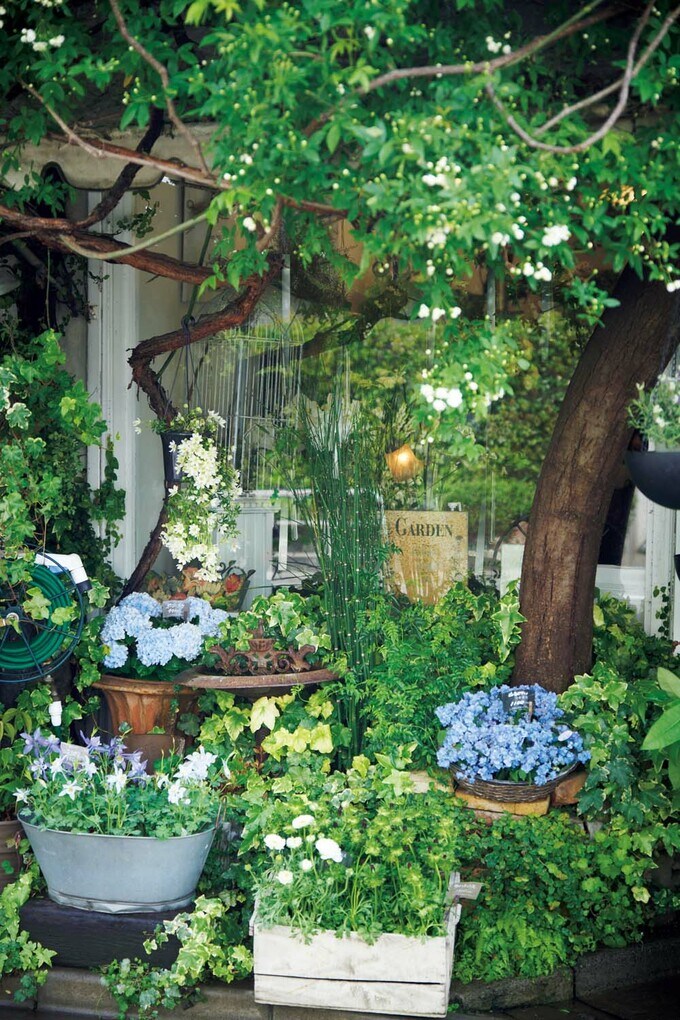 店頭のヤマアジサイ