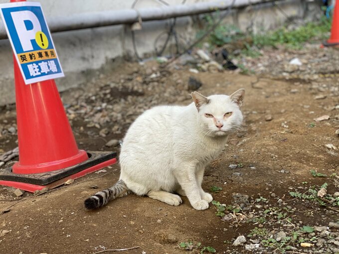 駐車場にいる猫