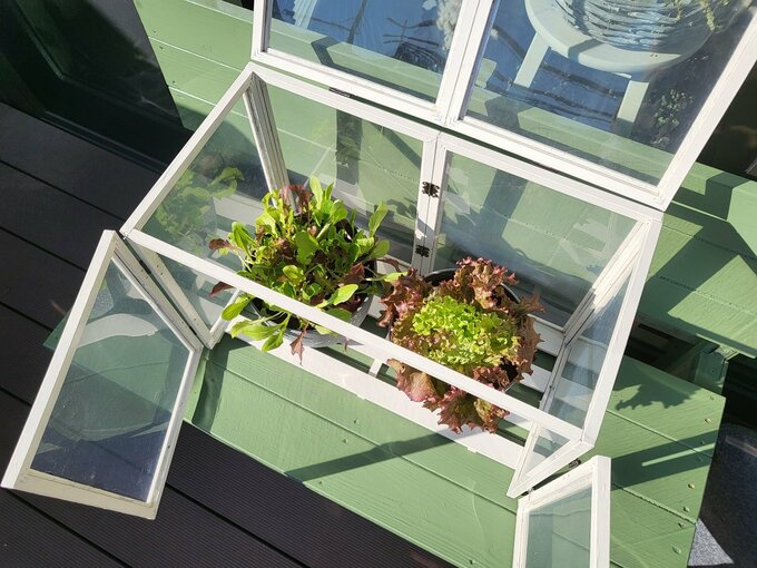 葉物野菜を入れた温室