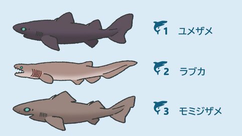＜サメクイズ・初級編＞「いちばん深い海で暮らしている」種類はどれ？意外と知らない“サメの不思議”3つ