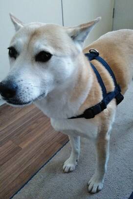 どんより気分を救ってくれる犬の散歩＜保護犬マンガ＞