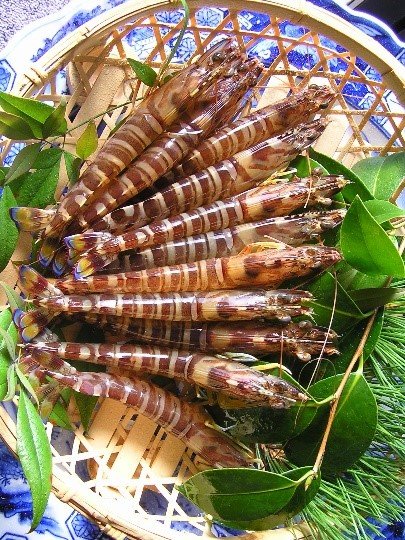 玄海活きくるまえび