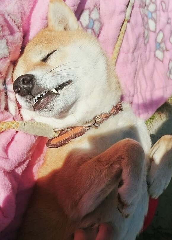 犬歯は起きているときでもよく見える