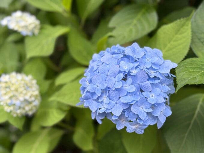 あじさい