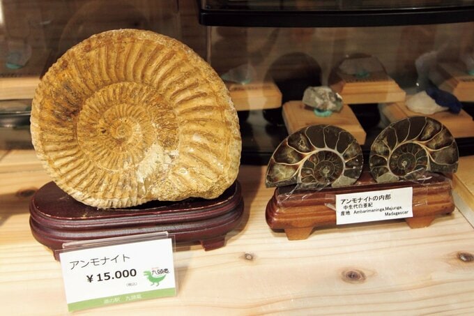 物産販売コーナーでは、福井のお土産の定番品と して、羽二重餅や恐竜グッズを販売する